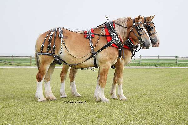 belgian-team-horse