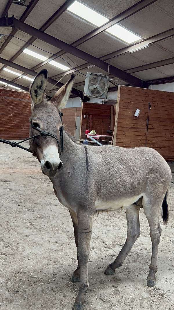 donkey-stallion