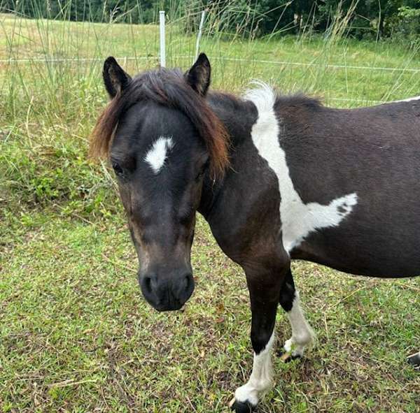 therapy-pinto-horse