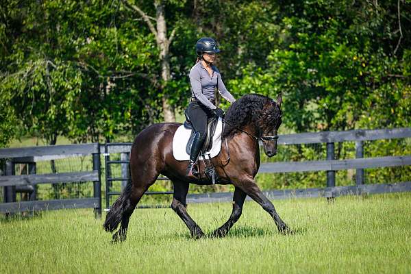 dressage-friesian-horse