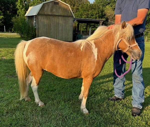 great-broodmare-miniature-horse