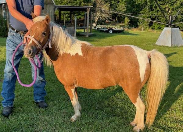 great-broodmare-miniature-horse