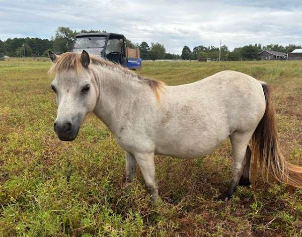 buckskin-black-manetail-horse