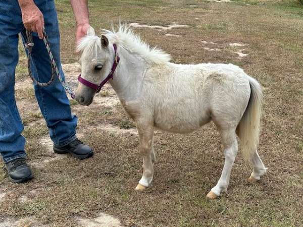 white-on-all-four-horse