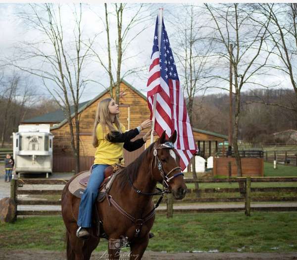 paint-gelding