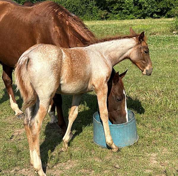 filly-quarter-horse