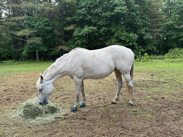 traine-arabian-horse