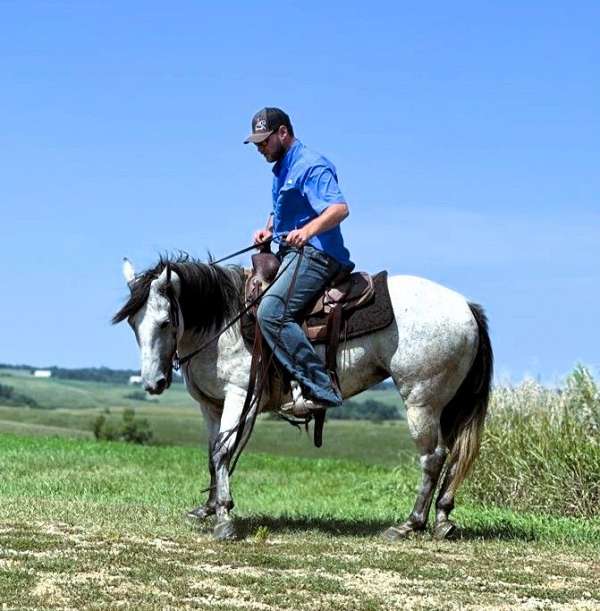 grey-see-pics-horse