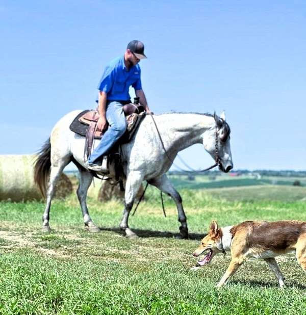 flashy-quarter-horse