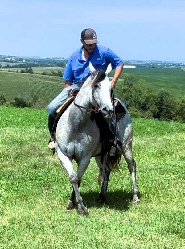 family-quarter-horse