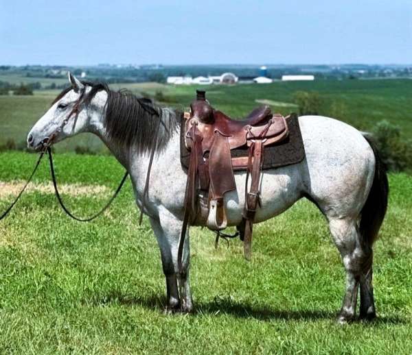 trail-quarter-horse