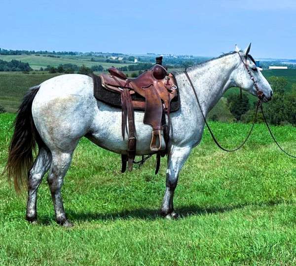 husband-safe-quarter-horse