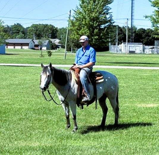 ranch-quarter-horse