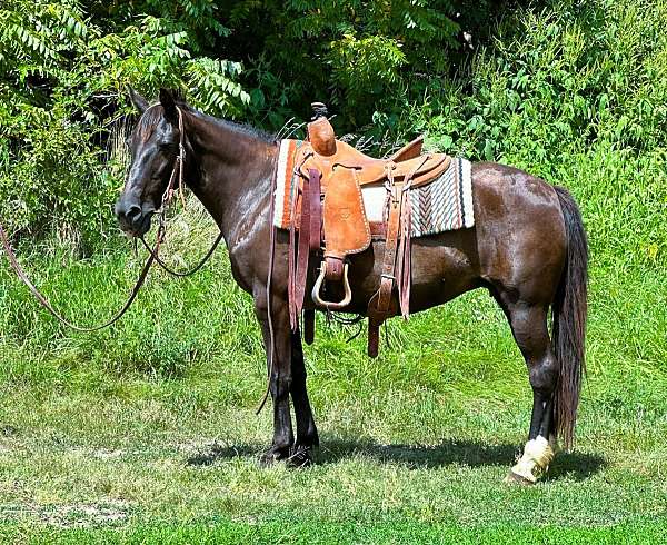 bay-see-pics-horse