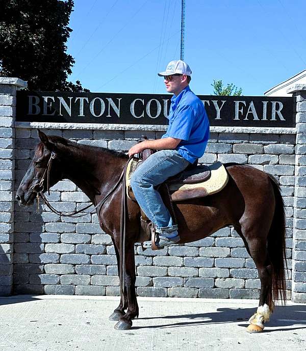 trail-quarter-pony