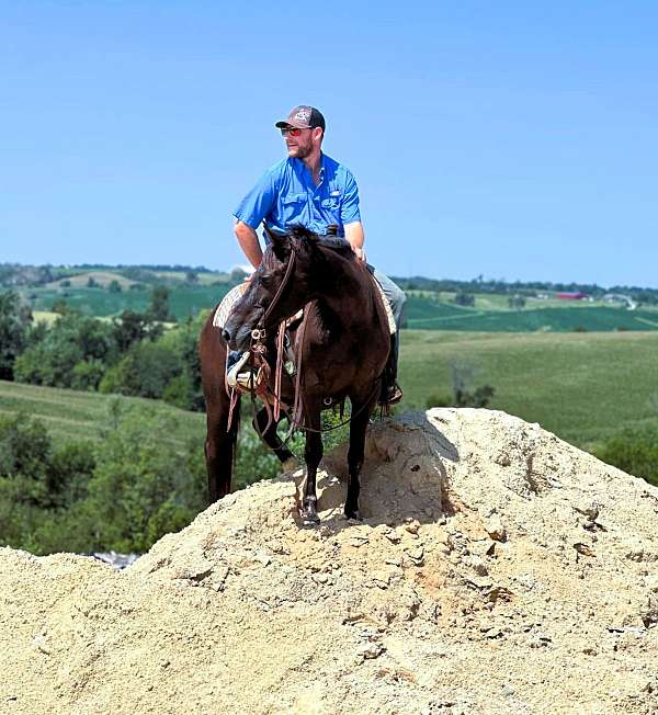 husband-safe-quarter-pony