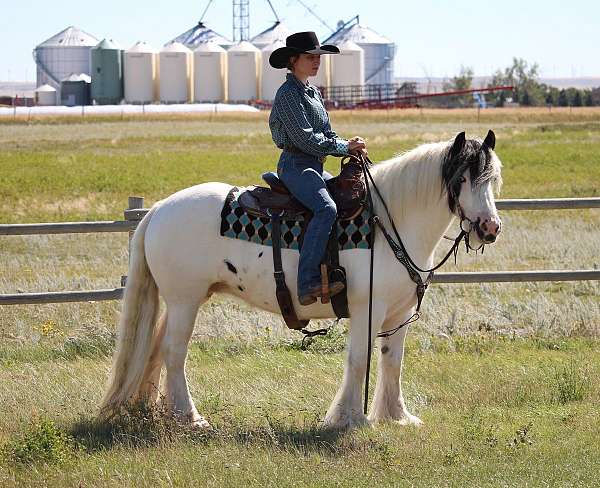 black-tobiano-gypsy-vanner-mare-stallion