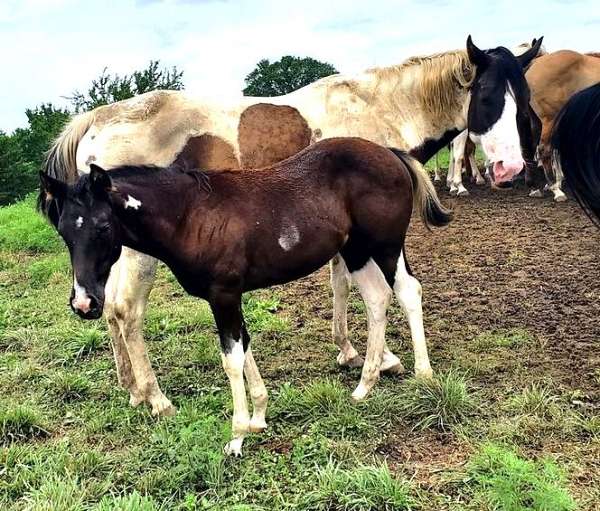 tobiano-horse