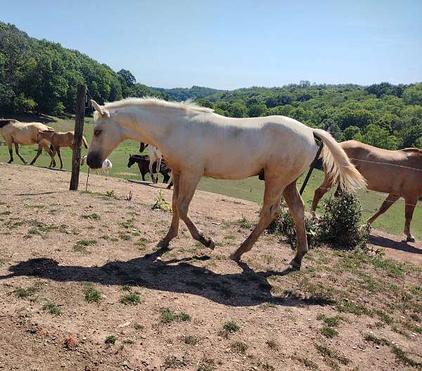 dun-palomino-draft-mare