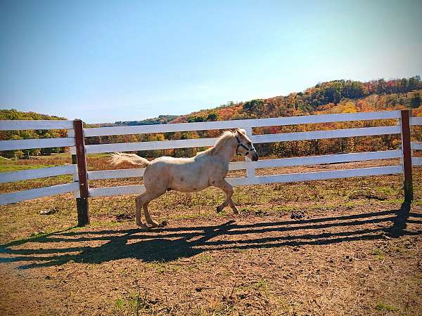 dun-palomino-draft-mare