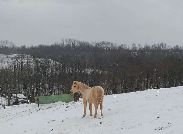 happy-colt