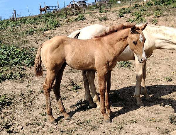 dun-red-dun-colt-foal-for-sale