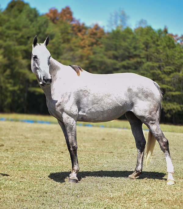 grey-polocrosse-pony