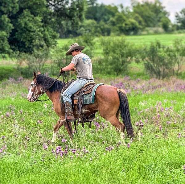 all-around-draft-horse