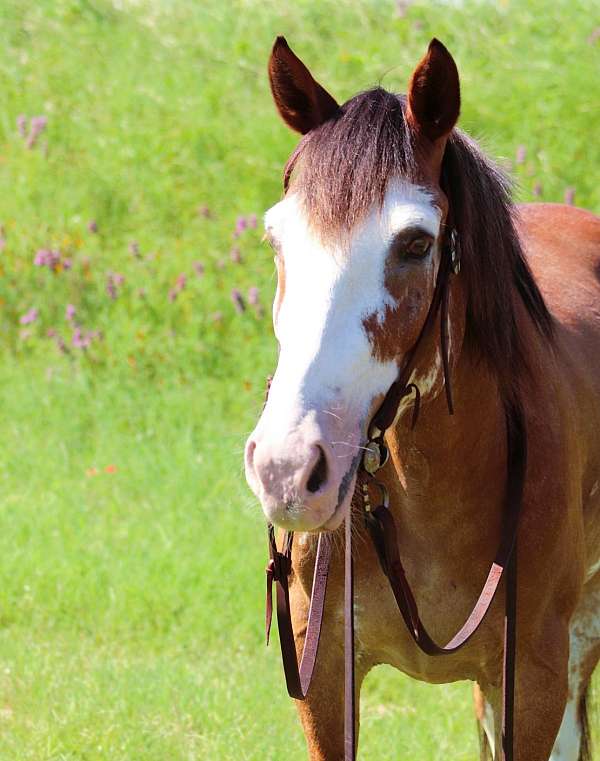 athletic-draft-horse