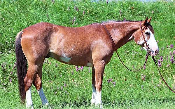 calf-roping-draft-horse