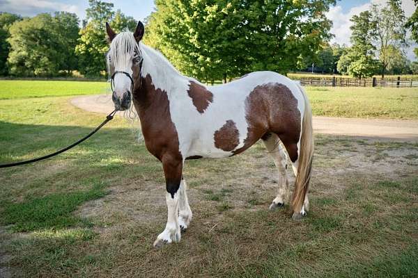 gypsy-vanner-mare