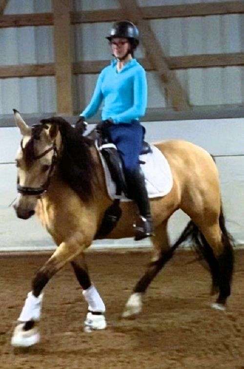 buckskin-see-pics-horse