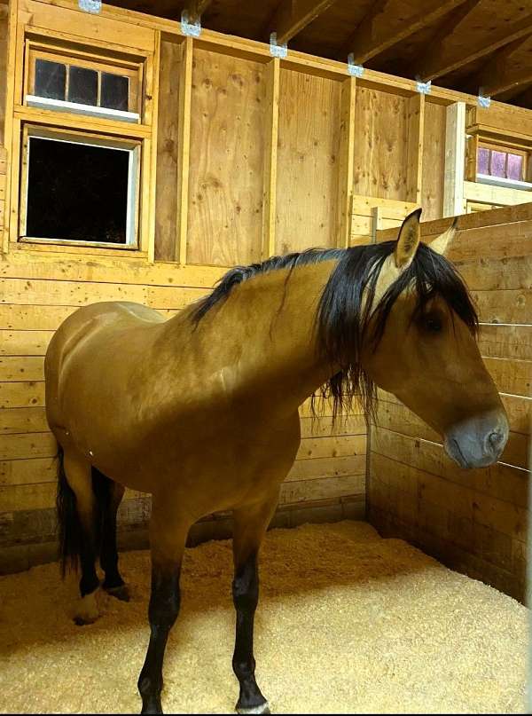 dressage-andalusian-horse