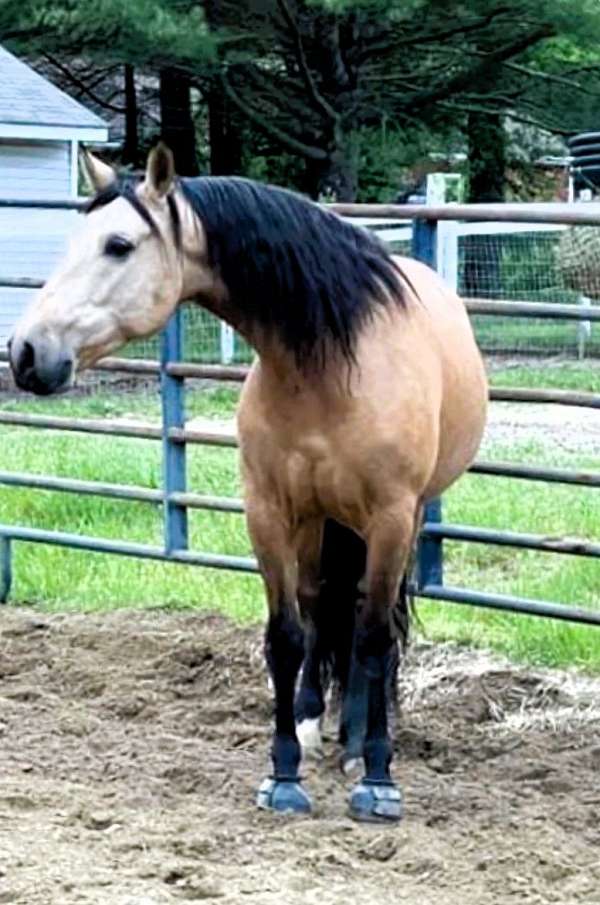 trail-andalusian-horse