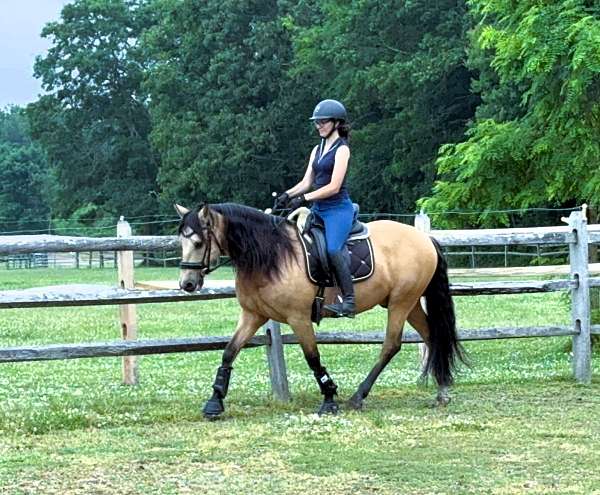 eventing-andalusian-horse