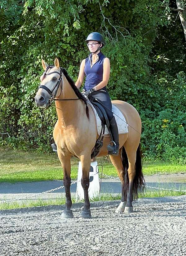 classical-andalusian-horse