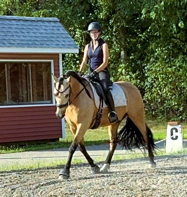 equitation-andalusian-horse