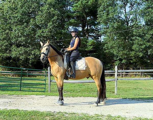 experienced-andalusian-horse