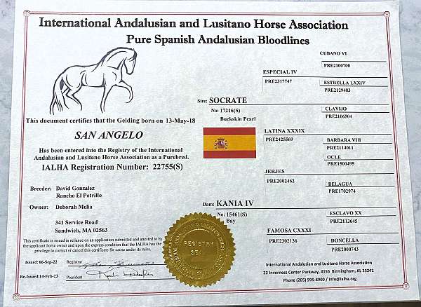 horsemanship-andalusian-horse