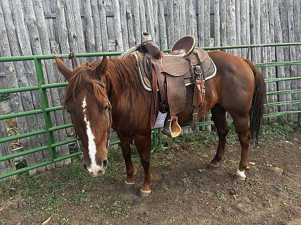 quarter-horse-gelding