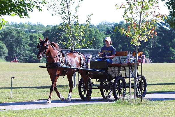 chestnut-see-picsc-horse