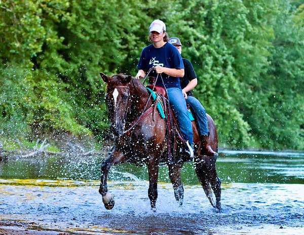 flashy-morgan-horse