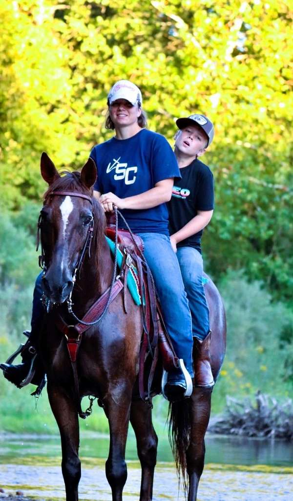 family-morgan-horse