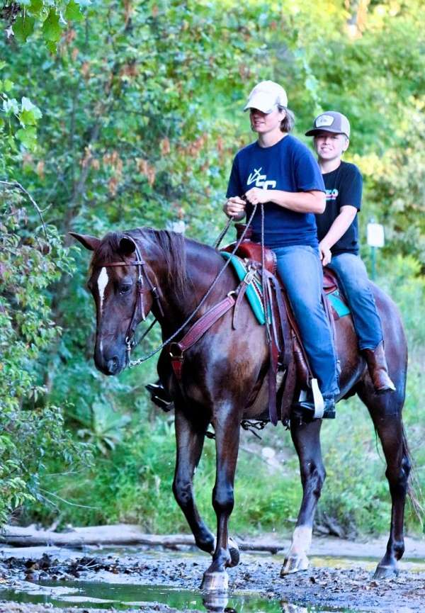 trail-morgan-horse