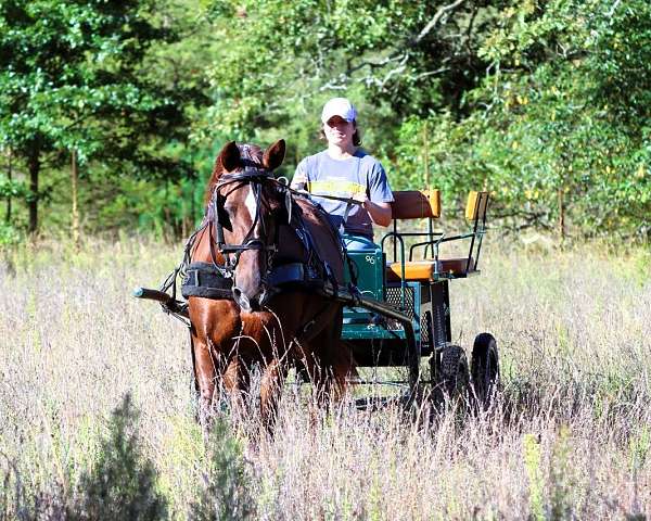 husband-safe-morgan-horse