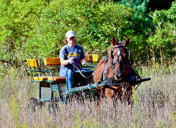 all-around-morgan-horse