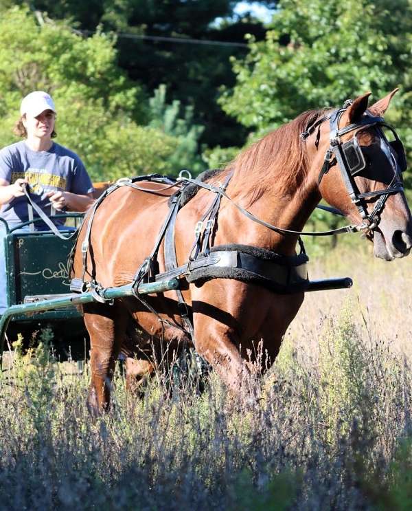 gentle-morgan-horse