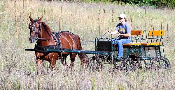 driving-morgan-horse