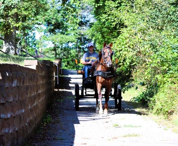 gaited-morgan-horse