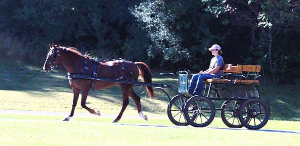 lesson-morgan-horse